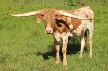 HOUDINI PRANCER