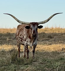 SITTIN PRETTY EOT 646