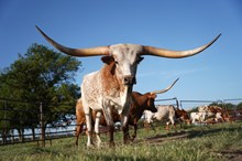 KCS Call Sign Magnum