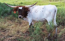 SUPER SADIE 320