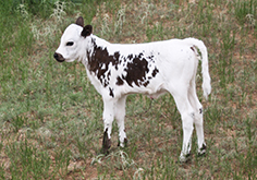 Pepper Ridge, a Longhorn calf, looking cute in the field