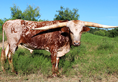 HL Jefferson, the longhorn bull, standing in the grass