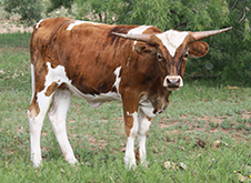 Lucky Lisa, a Longhorn heifer, standing in the field